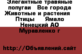 Элегантные травяные попугаи - Все города Животные и растения » Птицы   . Ямало-Ненецкий АО,Муравленко г.